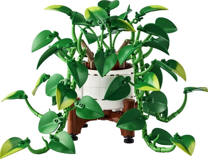 Hanging Golden Pothos